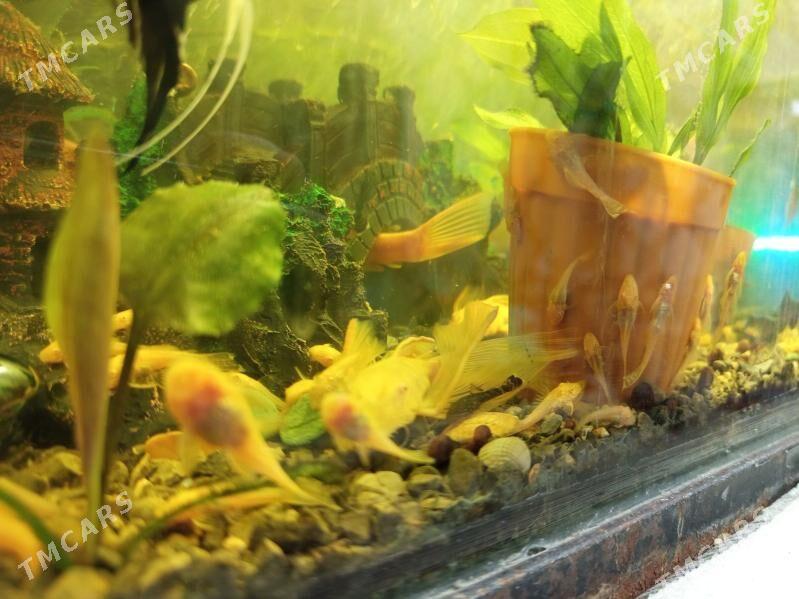 анцитрусы - Türkmenabat - img 2