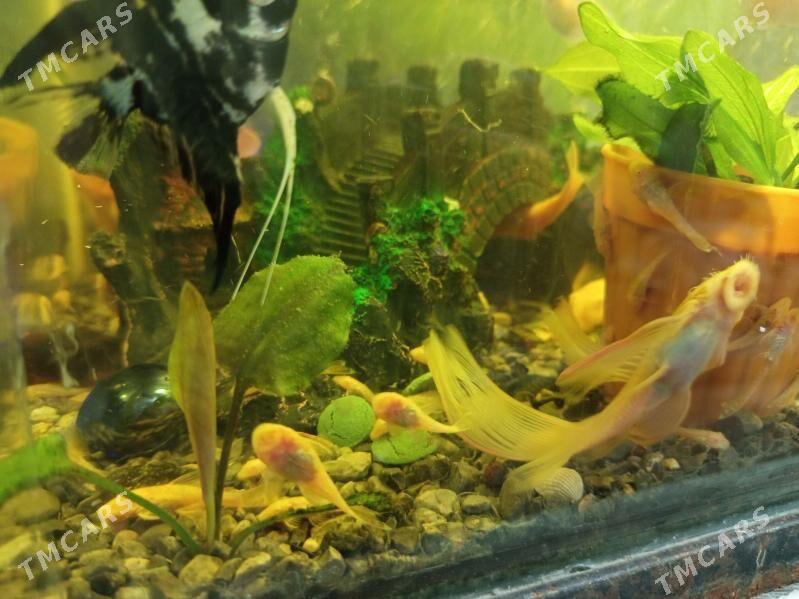 анцитрусы - Türkmenabat - img 1