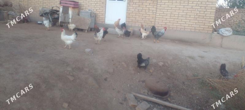 Guzlap duran towuklar - Çärjew - img 3