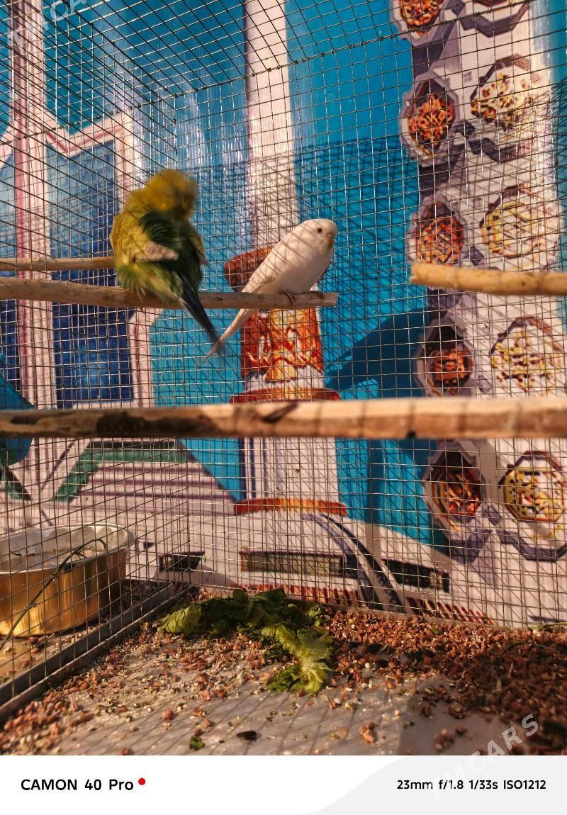 Walnisty papugay - Aşgabat - img 2