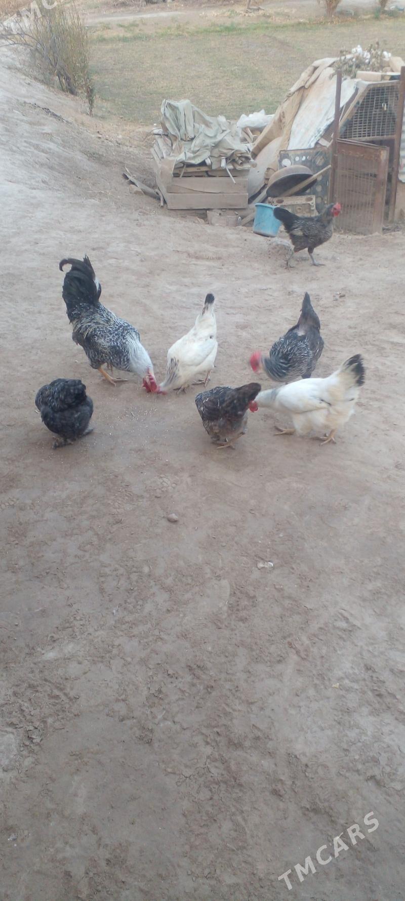 Guzlap duran towuklar - Çärjew - img 1