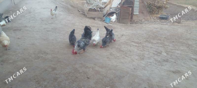 Guzlap duran towuklar - Çärjew - img 2