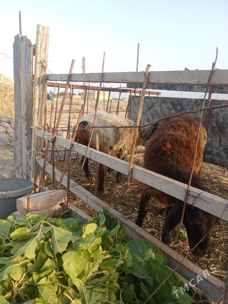 tokly - Кака - img 3