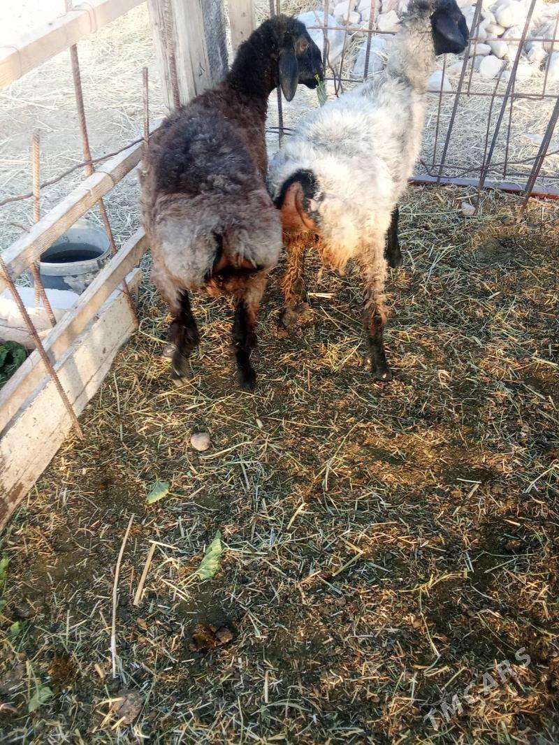 tokly - Кака - img 1