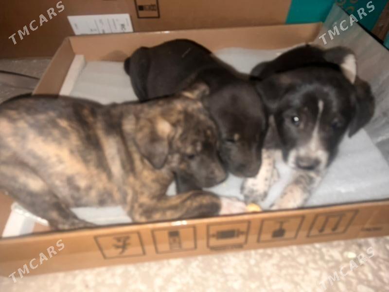 Gujijikler - Daşoguz - img 3