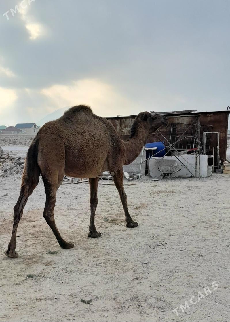 düye - Balkanabat - img 2