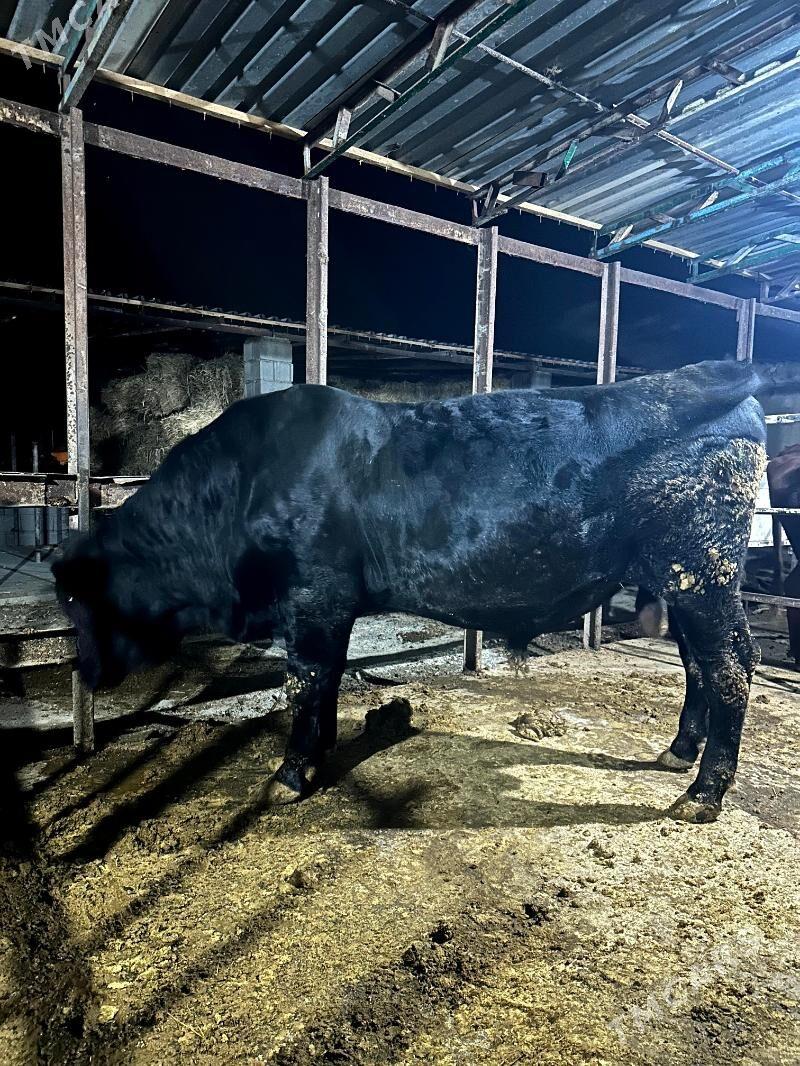 öküz angus - Бахарден - img 3