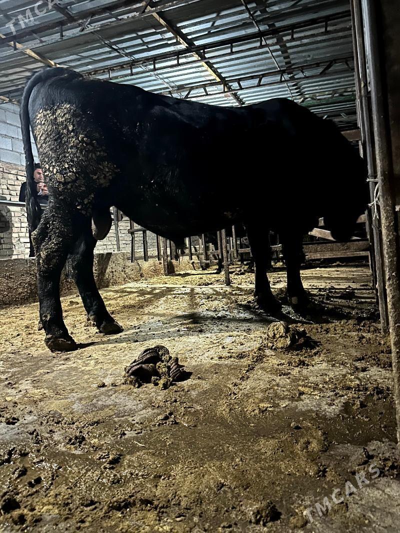 öküz angus - Бахарден - img 5