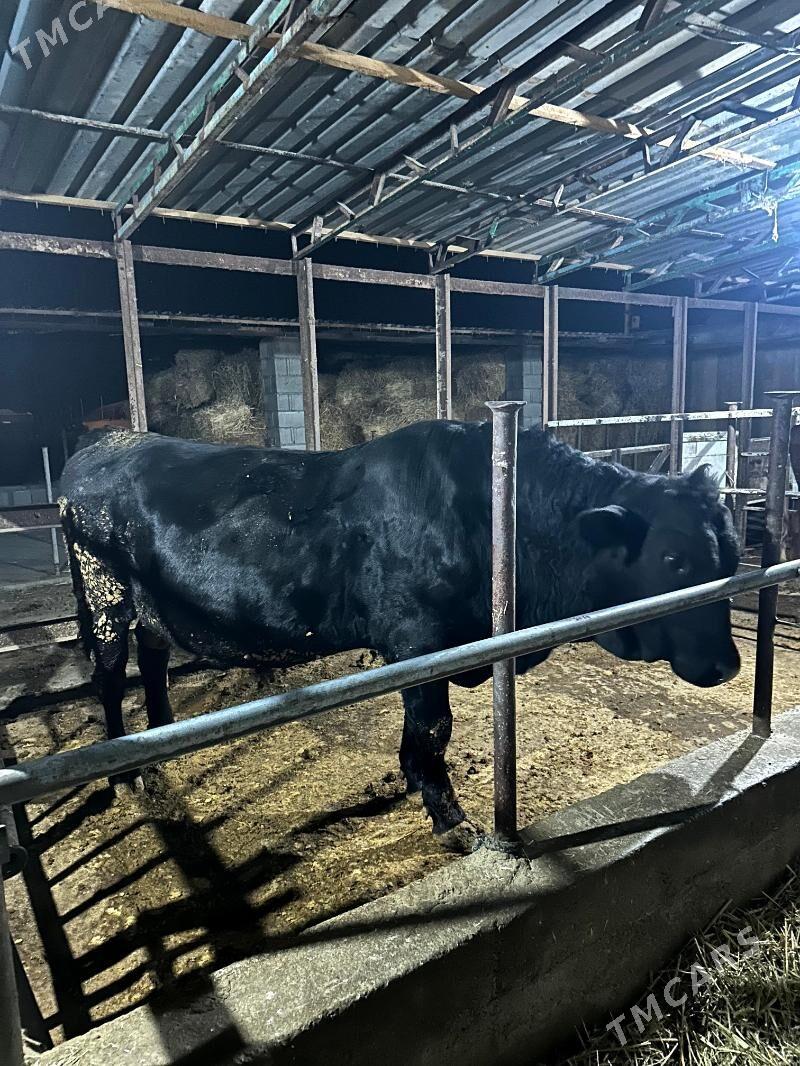 öküz angus - Бахарден - img 7