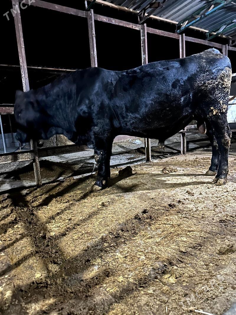 öküz angus - Бахарден - img 2