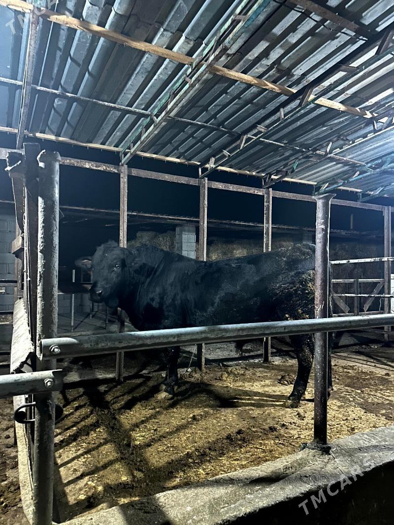 öküz angus - Бахарден - img 6