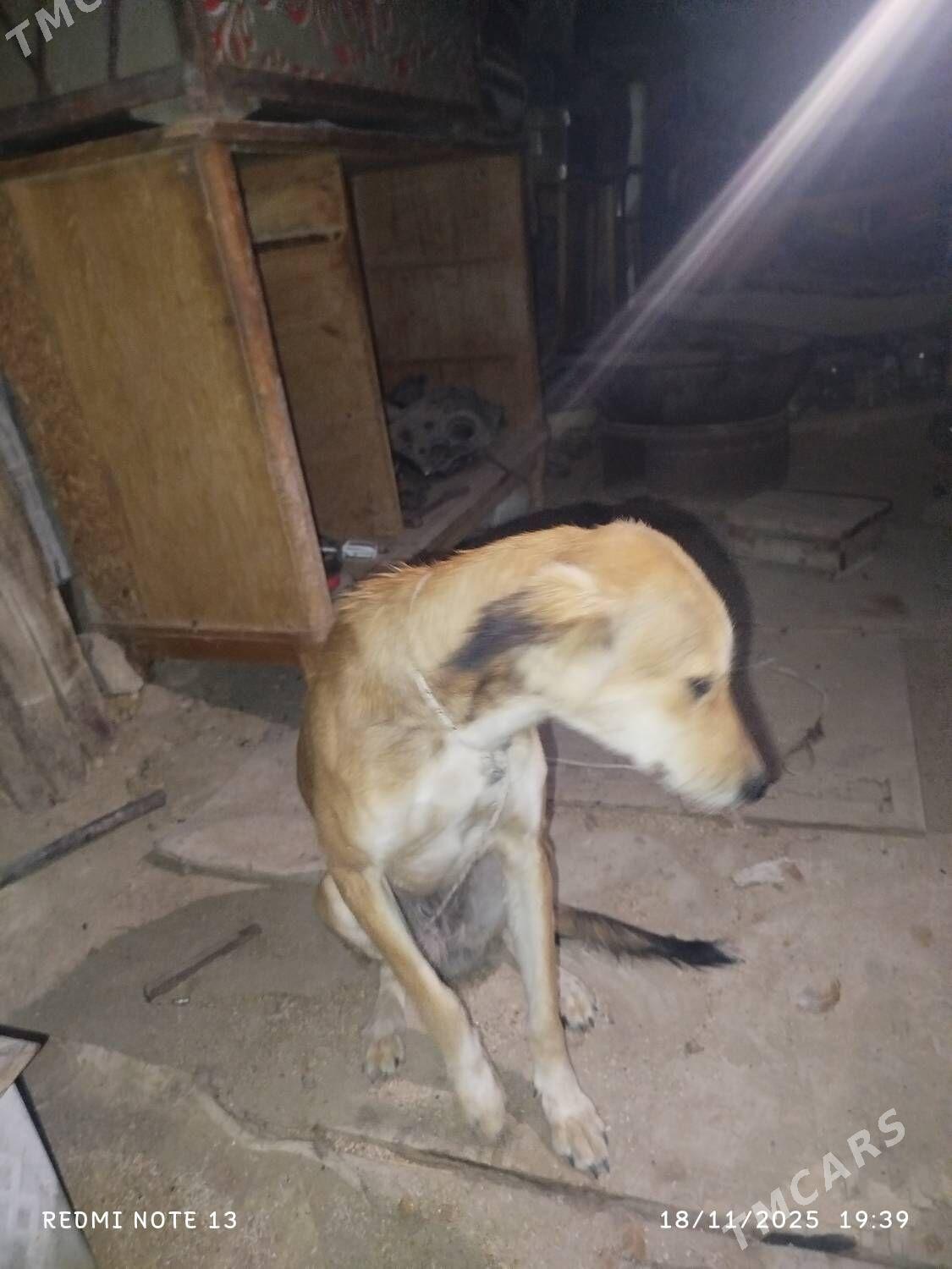 tazy - Jebel - img 3