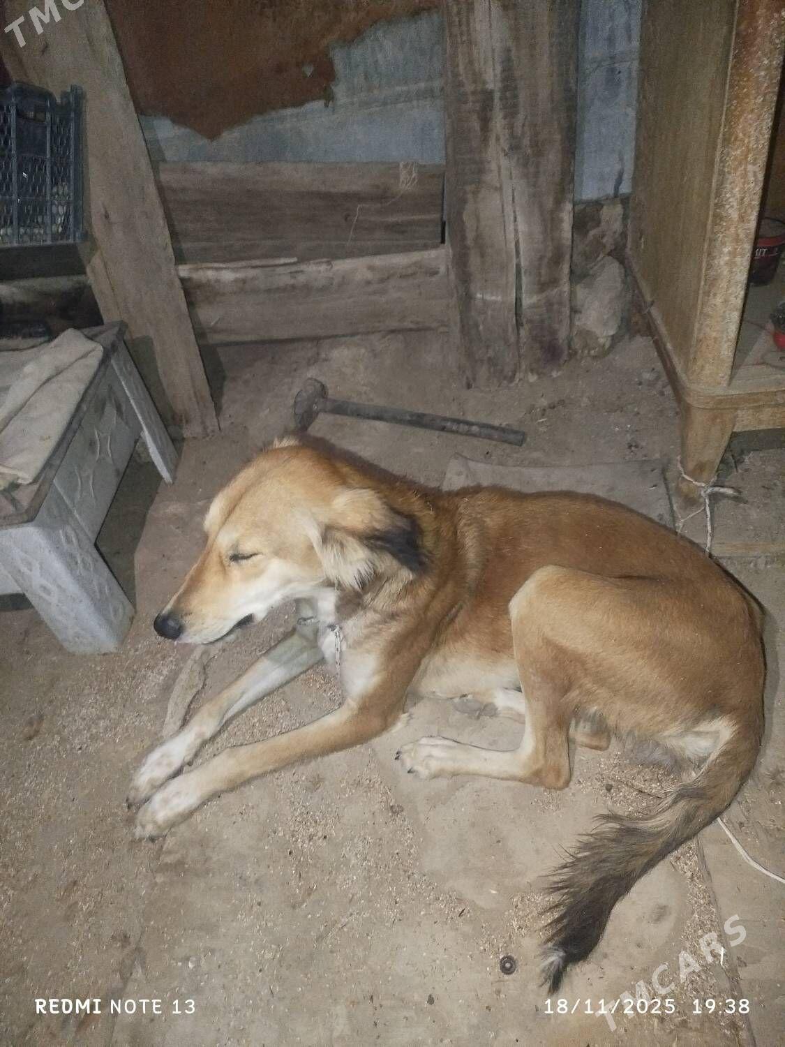 tazy - Jebel - img 2