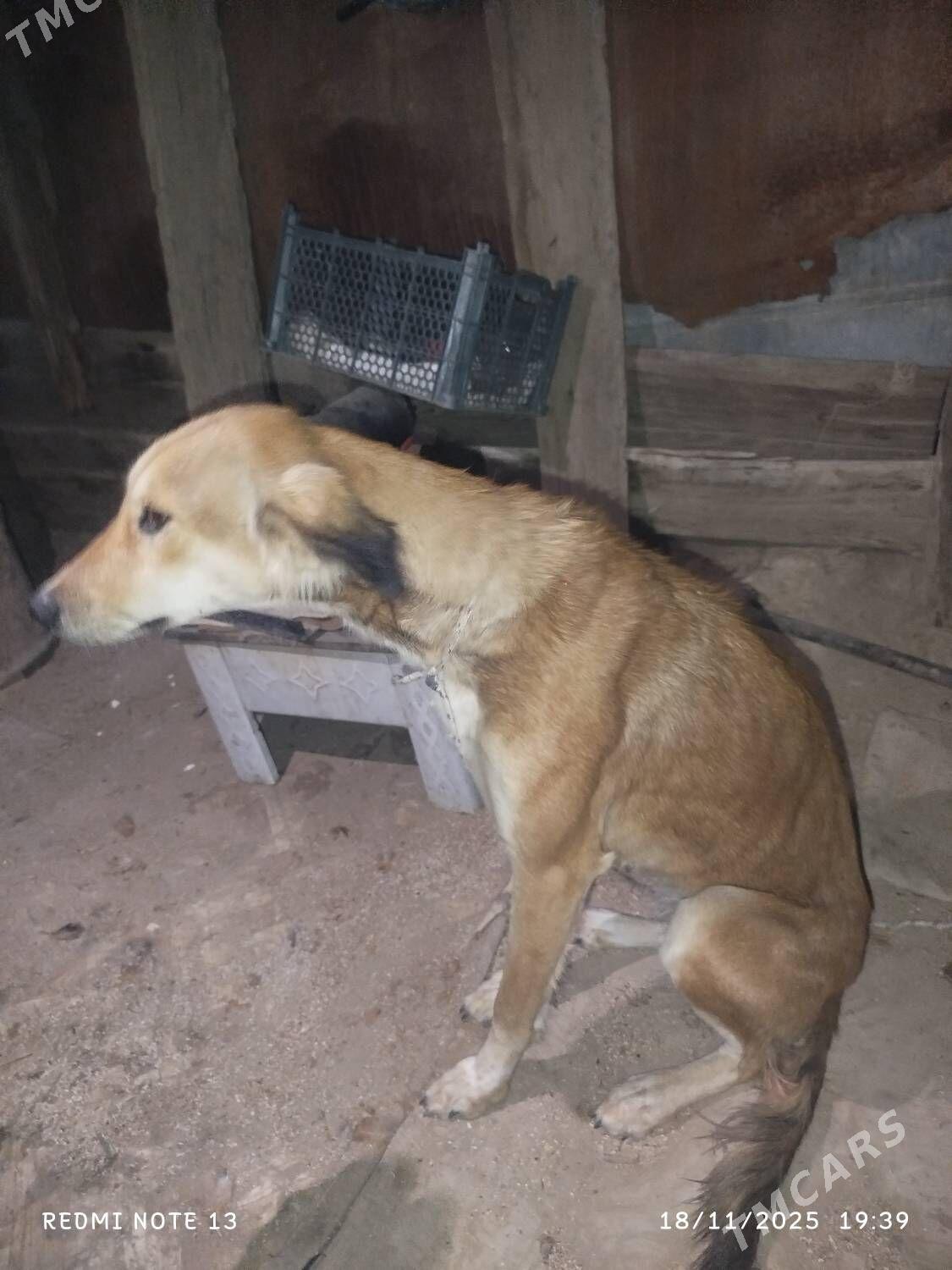 tazy - Jebel - img 4