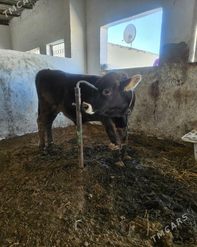 окуз - Гёкдепе - img 2