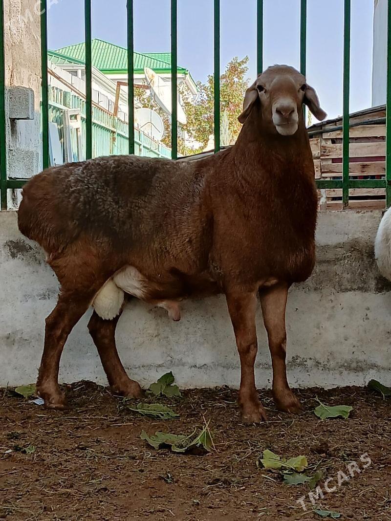 kisar goç - Täze zaman - img 7