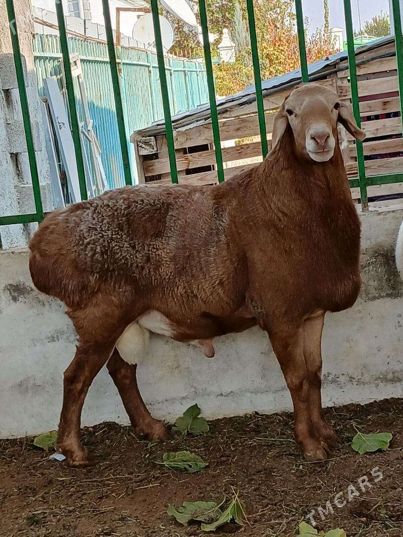 kisar goç - Täze zaman - img 10