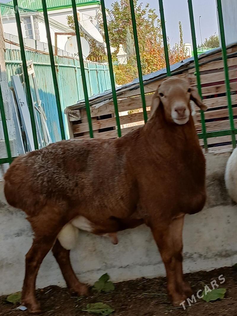 kisar goç - Täze zaman - img 9