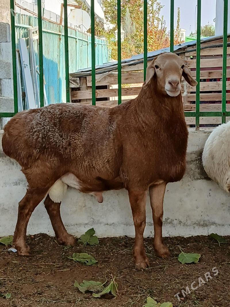 kisar goç - Täze zaman - img 3