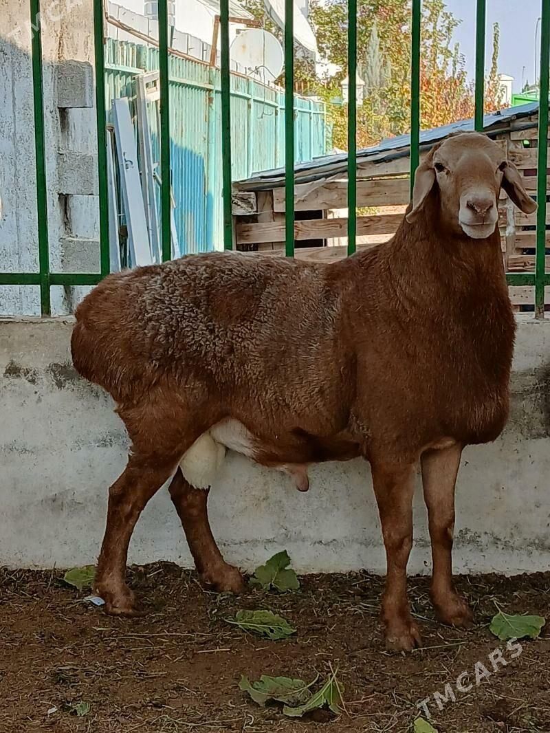 kisar goç - Täze zaman - img 6