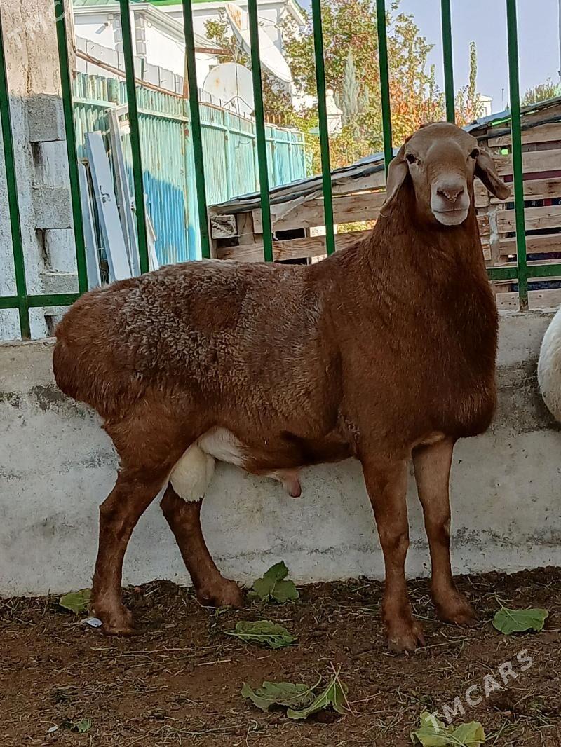 kisar goç - Täze zaman - img 2