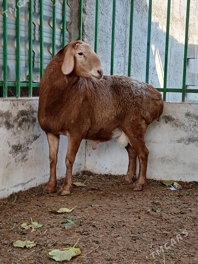 kisar goç - Täze zaman - img 8