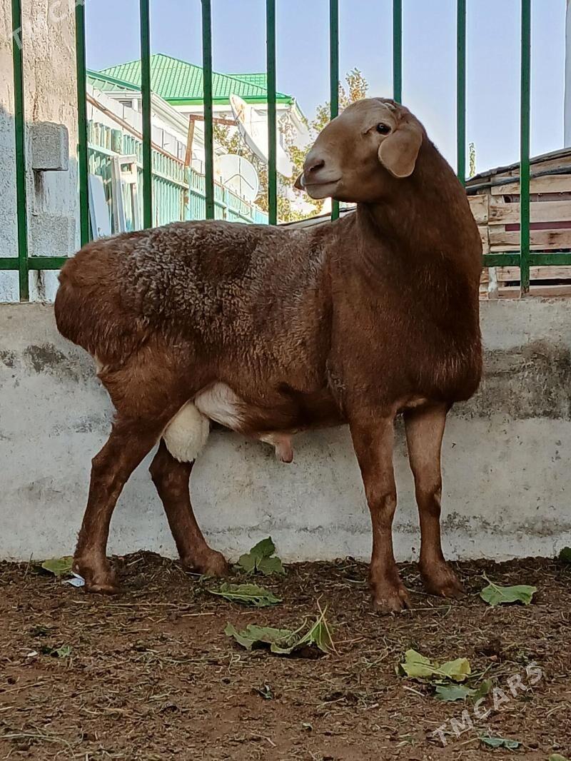 kisar goç - Täze zaman - img 5