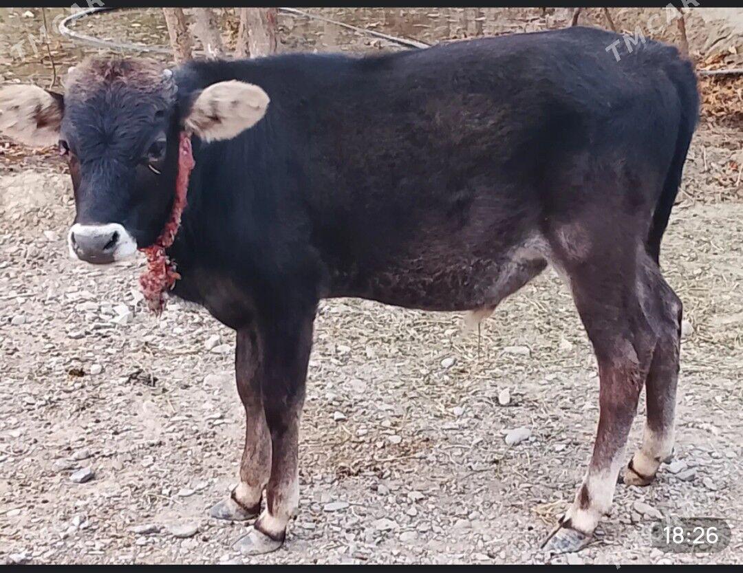 okuz - Bäherden - img 1