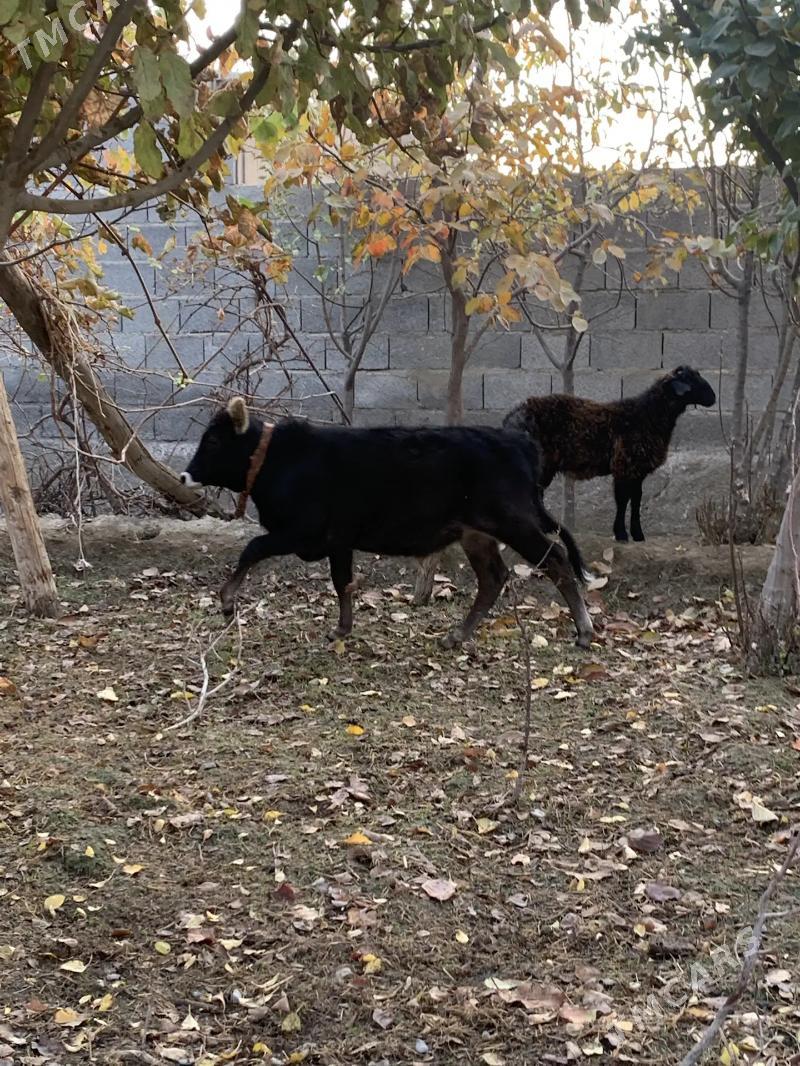 okuz - Bäherden - img 2