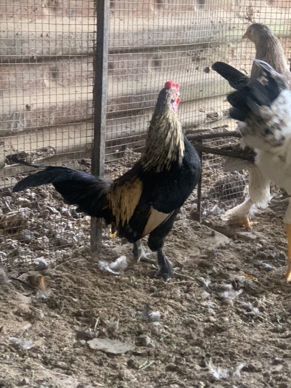 Karlik - Мары - img 3