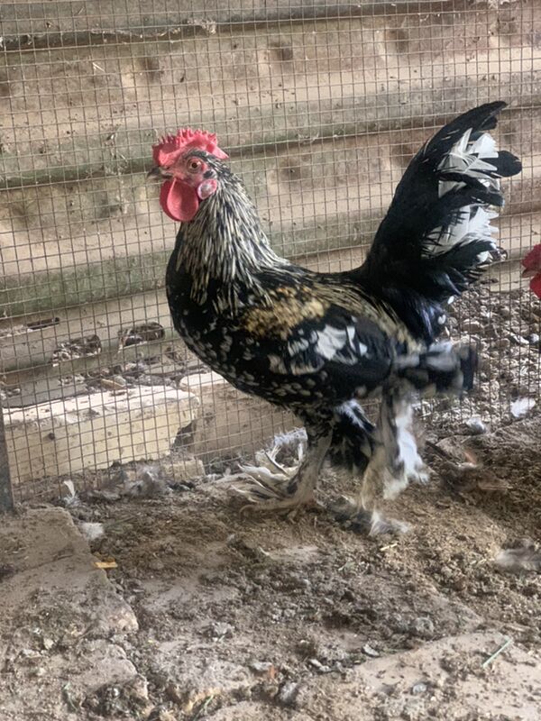 Karlik - Мары - img 1