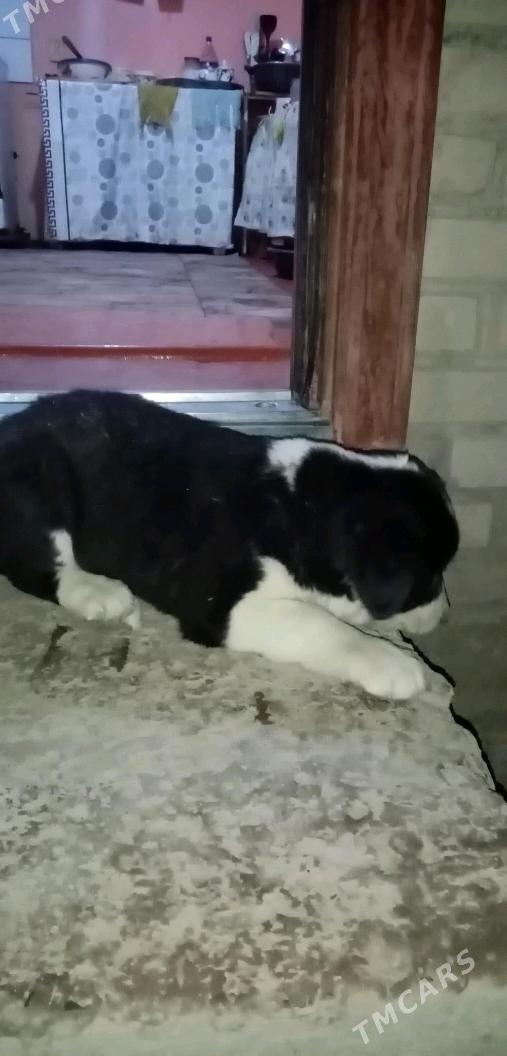 Алабай гужук - Daşoguz - img 1