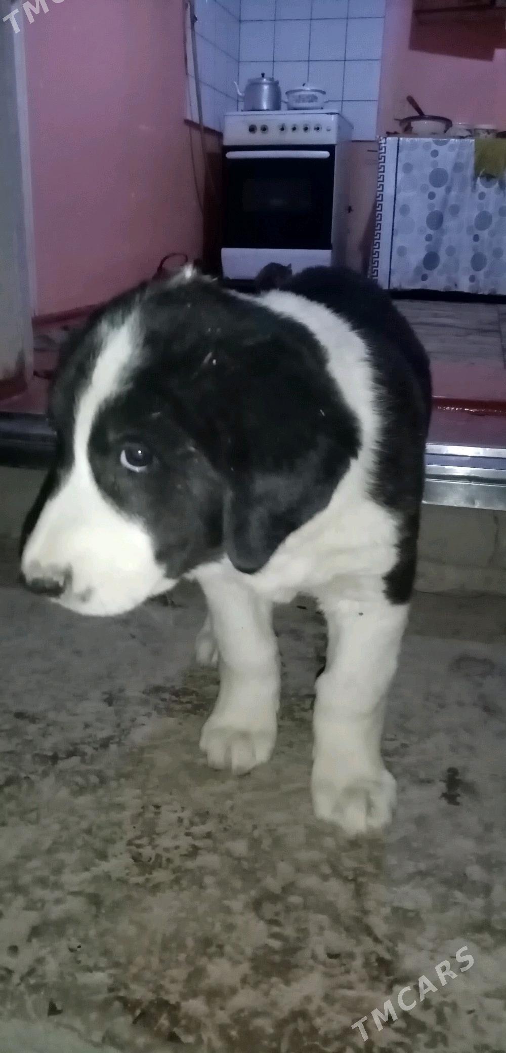 Алабай гужук - Daşoguz - img 2