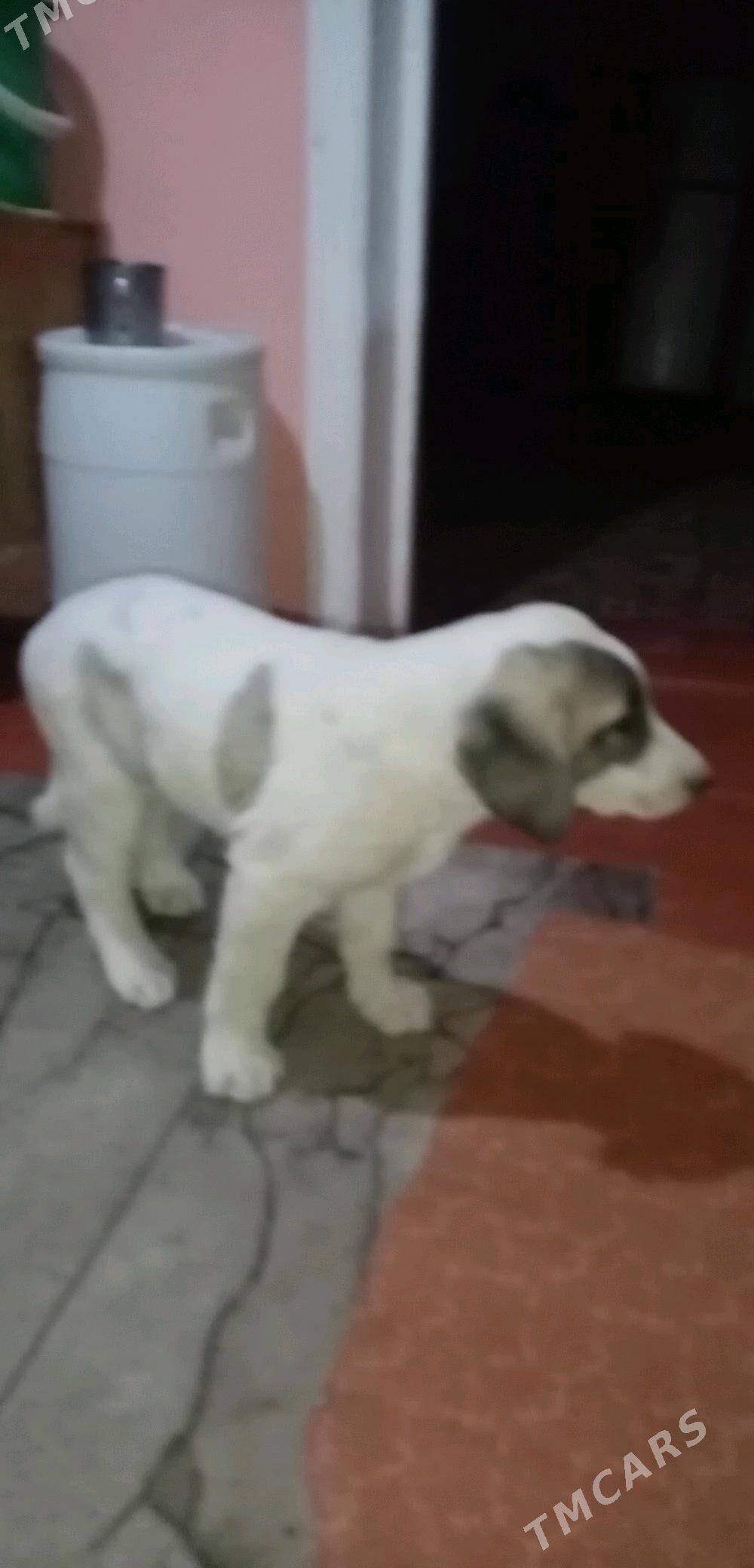 Алабай гужук - Daşoguz - img 3