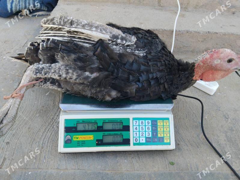 Induk - Tejen - img 1