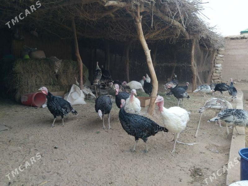 Induk - Tejen - img 3