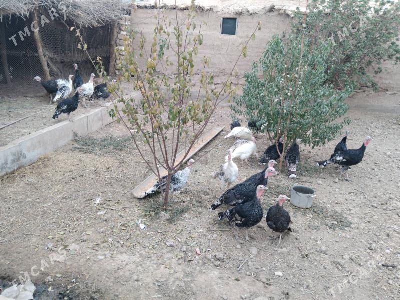 Induk - Tejen - img 2