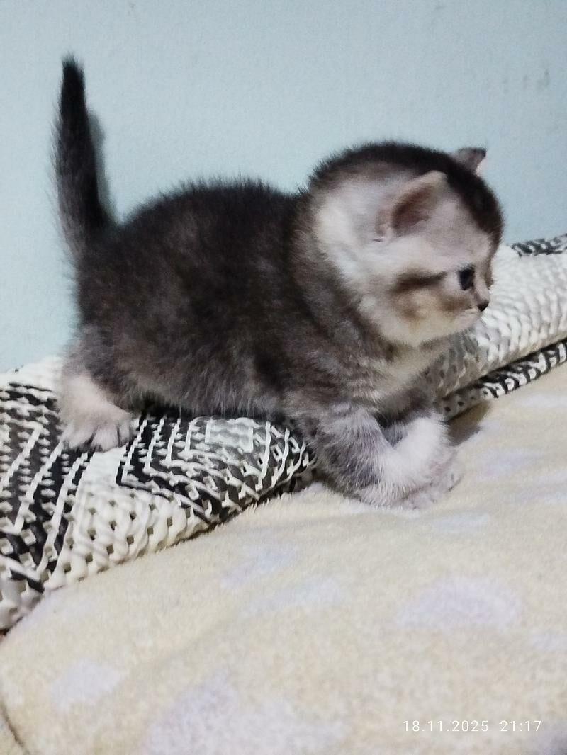 шотландские котята - Aşgabat - img 4