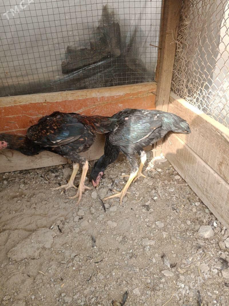 horaz juje - Фарап - img 4