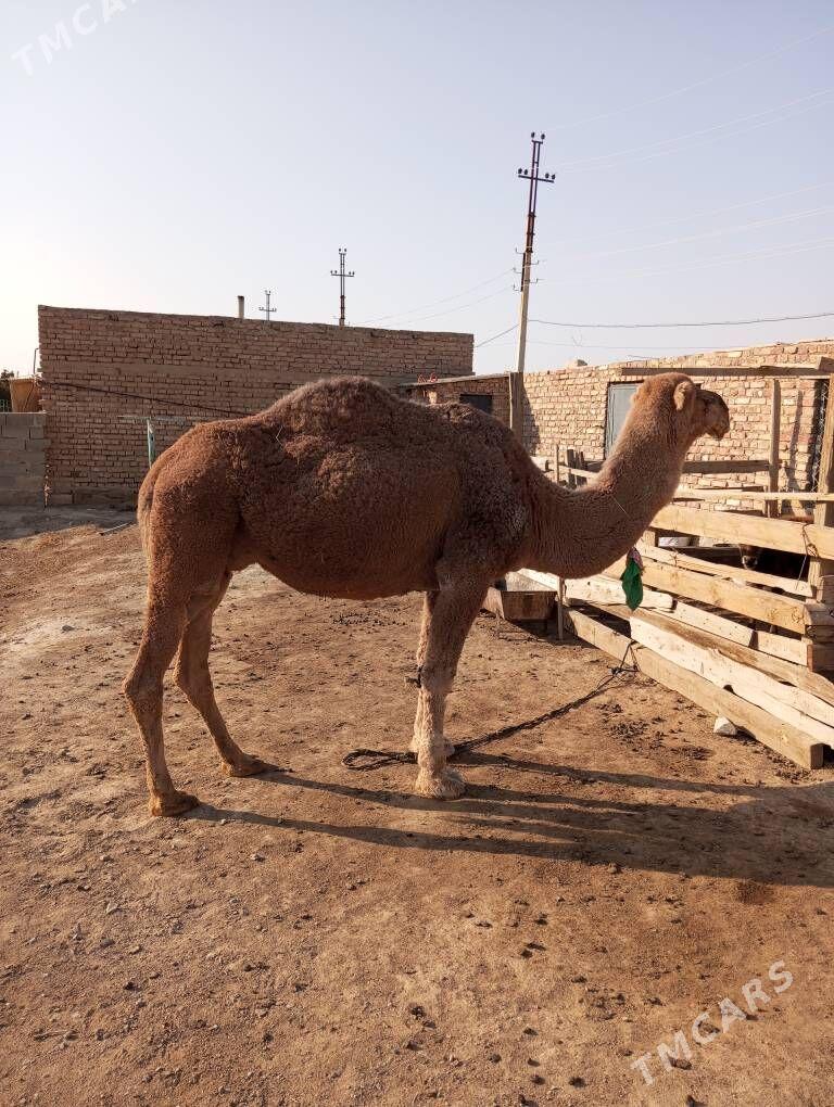 duye - Берекет - img 2