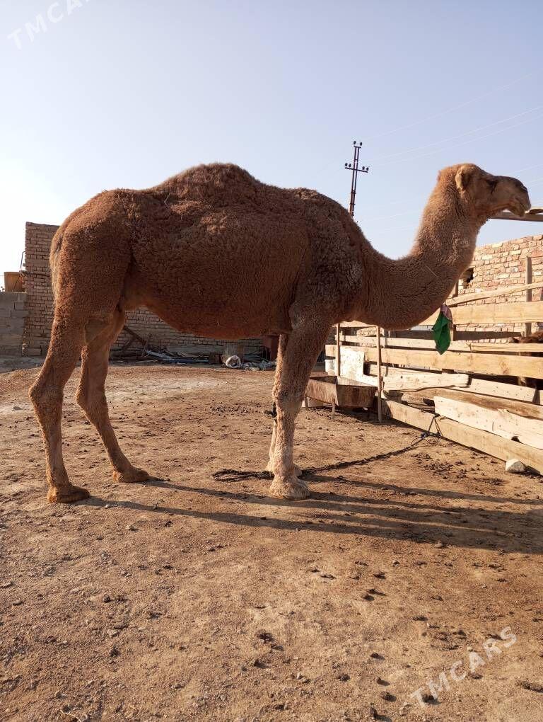 duye - Берекет - img 3