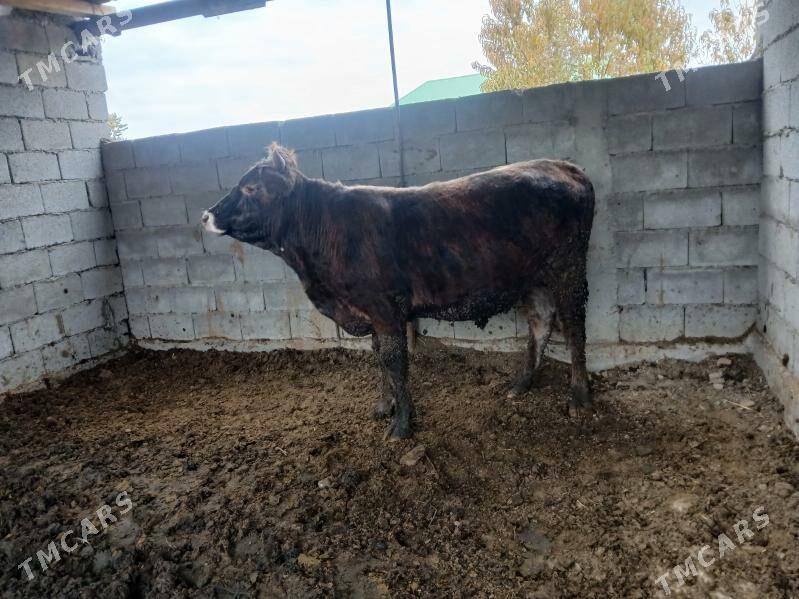 okuzler tuweler - Büzmeýin - img 1