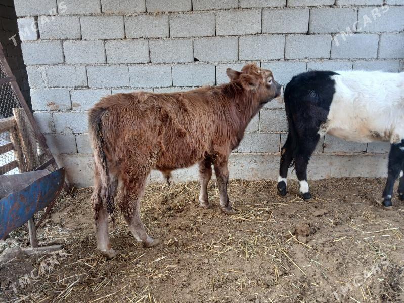 okuzler tuweler - Büzmeýin - img 2