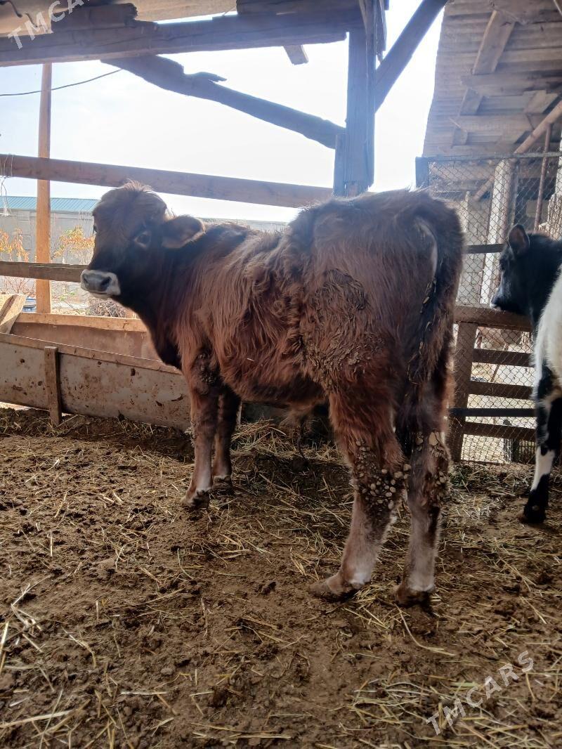 okuzler tuweler - Büzmeýin - img 5