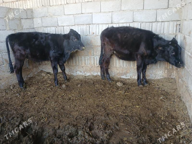 okuzler tuweler - Büzmeýin - img 4