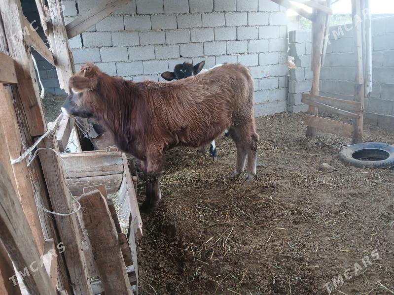 okuzler tuweler - Büzmeýin - img 6