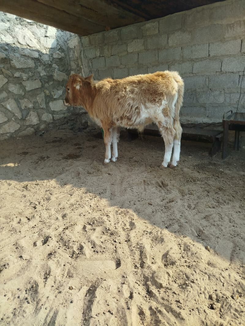 Gole - Bereket - img 2