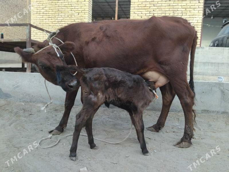 goleli sygyr - Сакар - img 2
