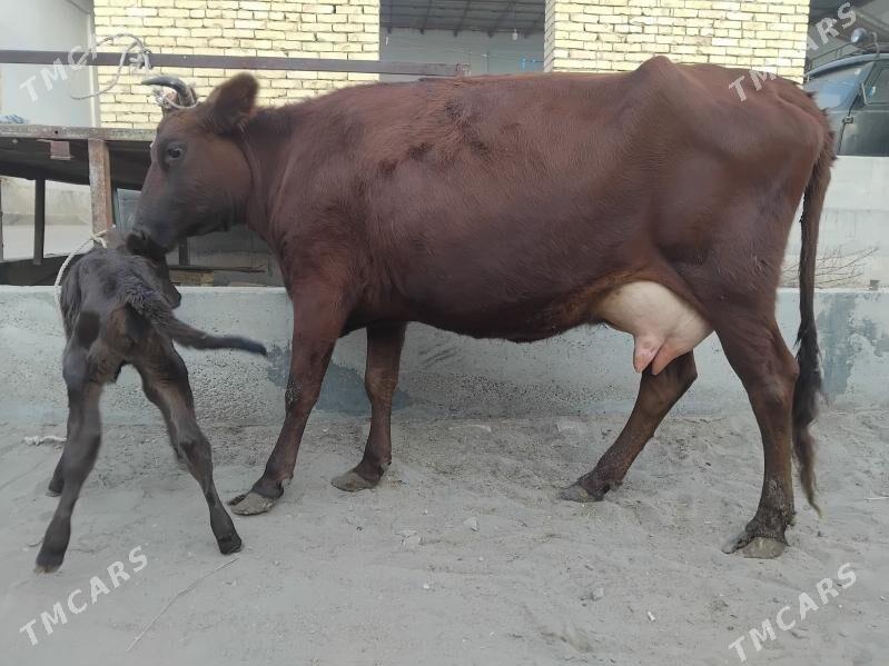 goleli sygyr - Сакар - img 5