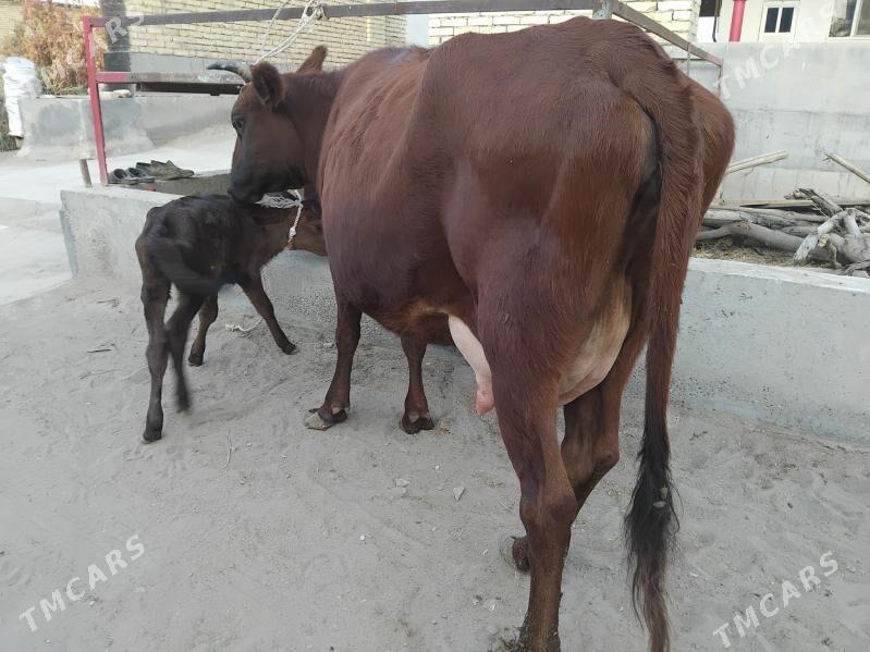 goleli sygyr - Сакар - img 3